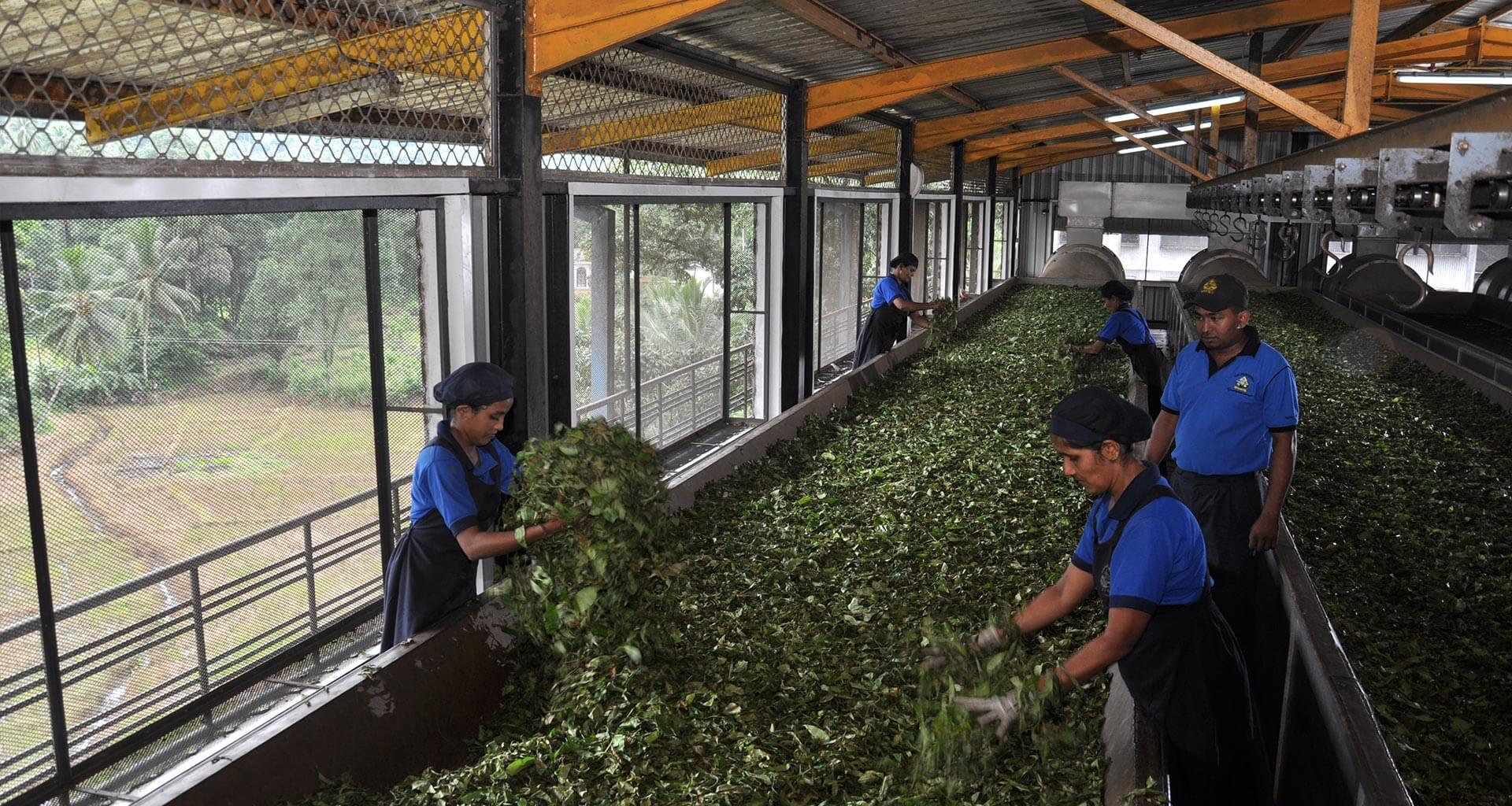 Galpadithanne tea factory (KDU)